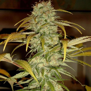 Hawaii Skunk Seeds