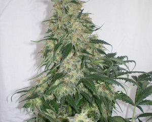 Amnesia marijuana seeds