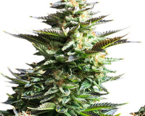 Amnesia Haze marijuana seeds