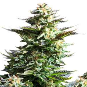 Amnesia Haze marijuana seeds