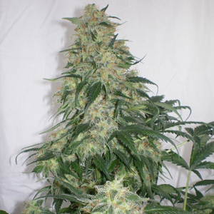 Amnesia marijuana seeds