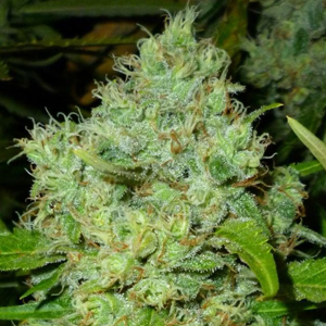 Big Bud marijuana seeds