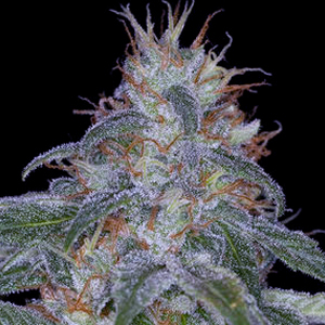 Black Widow marijuana seeds