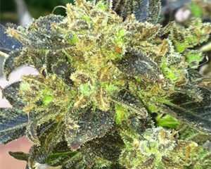 Boss Hogg marijuana seeds