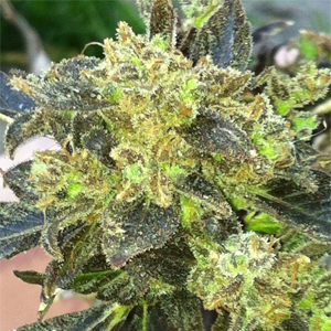 Boss Hogg marijuana seeds