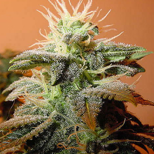 Bubble Gum marijuana seeds