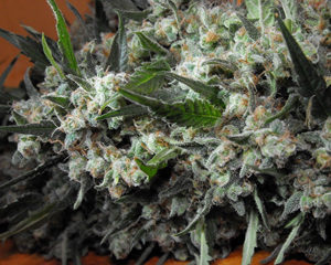 Bubbleberry marijuana seeds