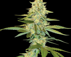 Cannalope Kush marijuana seeds