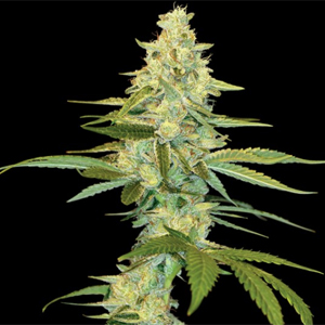 Cannalope Kush marijuana seeds