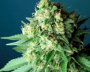 Casey Jones marijuana seeds