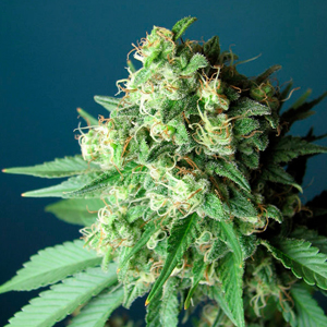 Casey Jones marijuana seeds