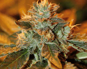 Cataract Kush marijuana seeds