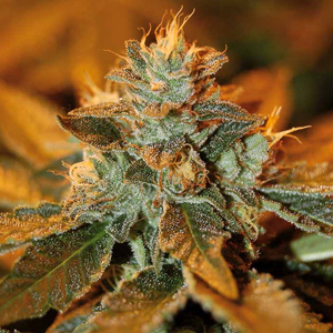 Cataract Kush marijuana seeds