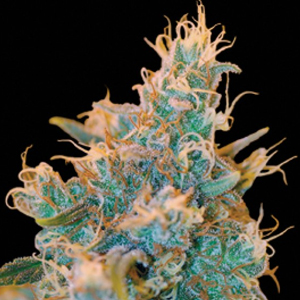 Chocolope Kush marijuana seeds