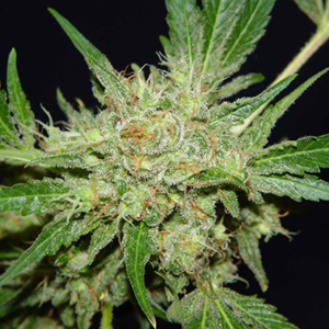 Chronic marijuana seeds