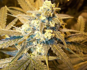 Cinderella 99 marijuana seeds