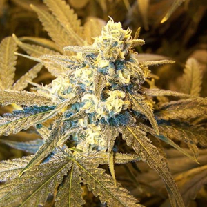 Cinderella 99 marijuana seeds