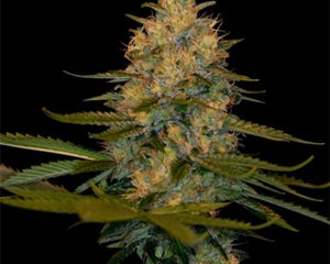 Exodus Kush marijuana seeds