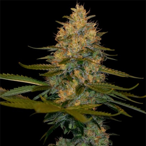 Exodus Kush marijuana seeds