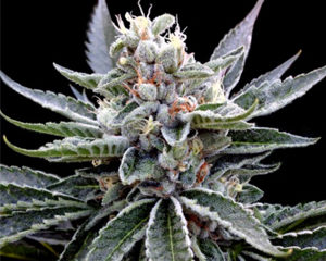 Florida Gold marijuana seeds