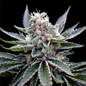 Florida Gold marijuana seeds