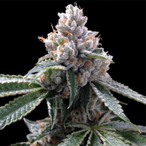 Florida Lemons marijuana seeds