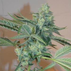 Girl Scout Cookies marijuana seeds