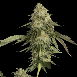 Golden Berry marijuana seeds