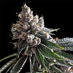 Golden Lemons marijuana seeds