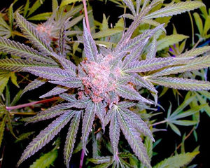 Grand Daddy Purple marijuana seeds