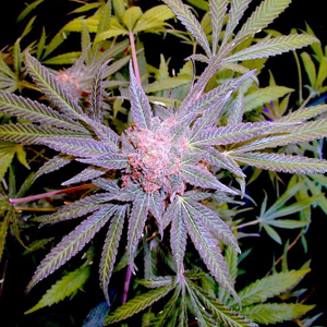 Grand Daddy Purple marijuana seeds