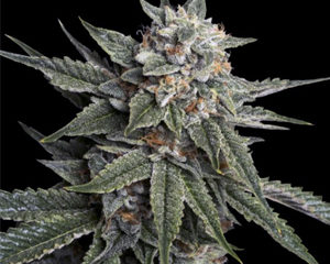 Holy Grail Kush marijuana seeds