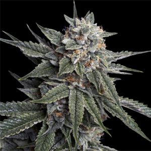 Holy Grail Kush marijuana seeds