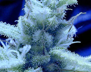 Ice marijuana seeds