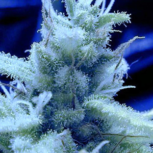 Ice marijuana seeds