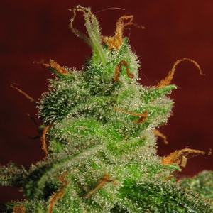 Jack Herer marijuana seeds