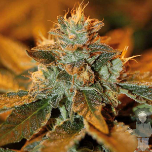 Kandy Kush x Skunk marijuana seeds