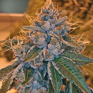 Kosher Kush marijuana seeds