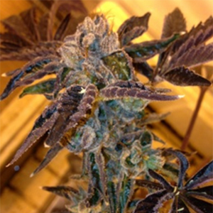 LA Cookies marijuana seeds