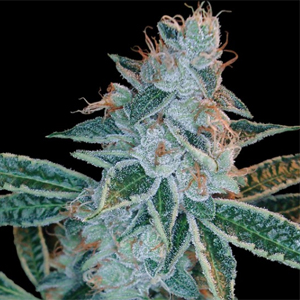 Lemon OG Kush marijuana seeds