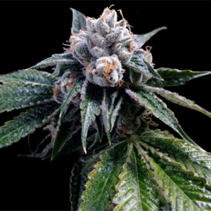 Lemon Walker marijuana seeds