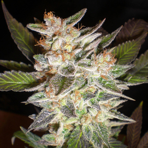 Master Kush marijuana seeds