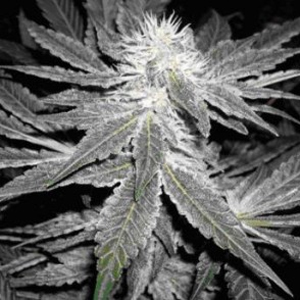 Sharksbreath marijuana seeds