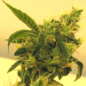 Sour Diesel marijuana seeds