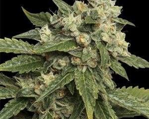 Sour Kosher marijuana seeds