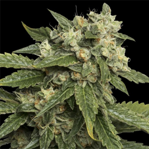 Sour Kosher marijuana seeds