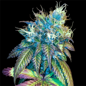 Sour Secret marijuana seeds