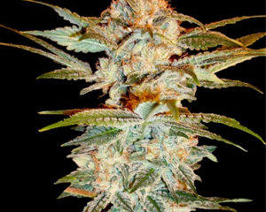 Stacked Kush marijuana seeds