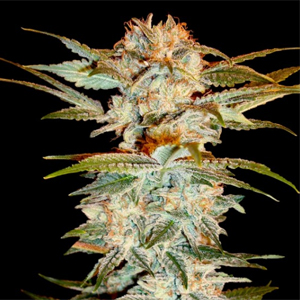 Stacked Kush marijuana seeds