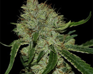 Tangielope marijuana seeds